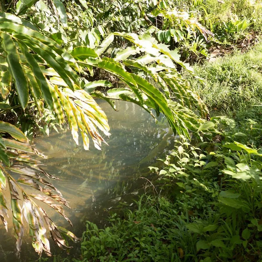 Chez Francis Lejlighed Petit-Bourg Guadeloupe